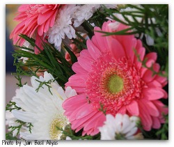 wedding-flowers-pink-gerbera-daisies
